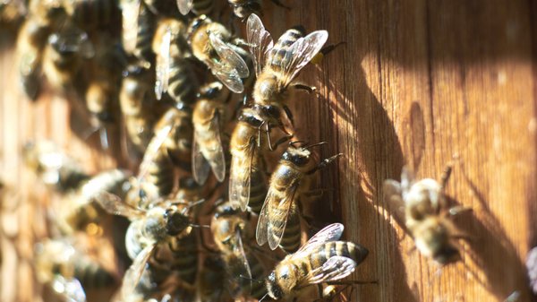 Les dangers d'une invasion de guêpes : protégez votre famille !